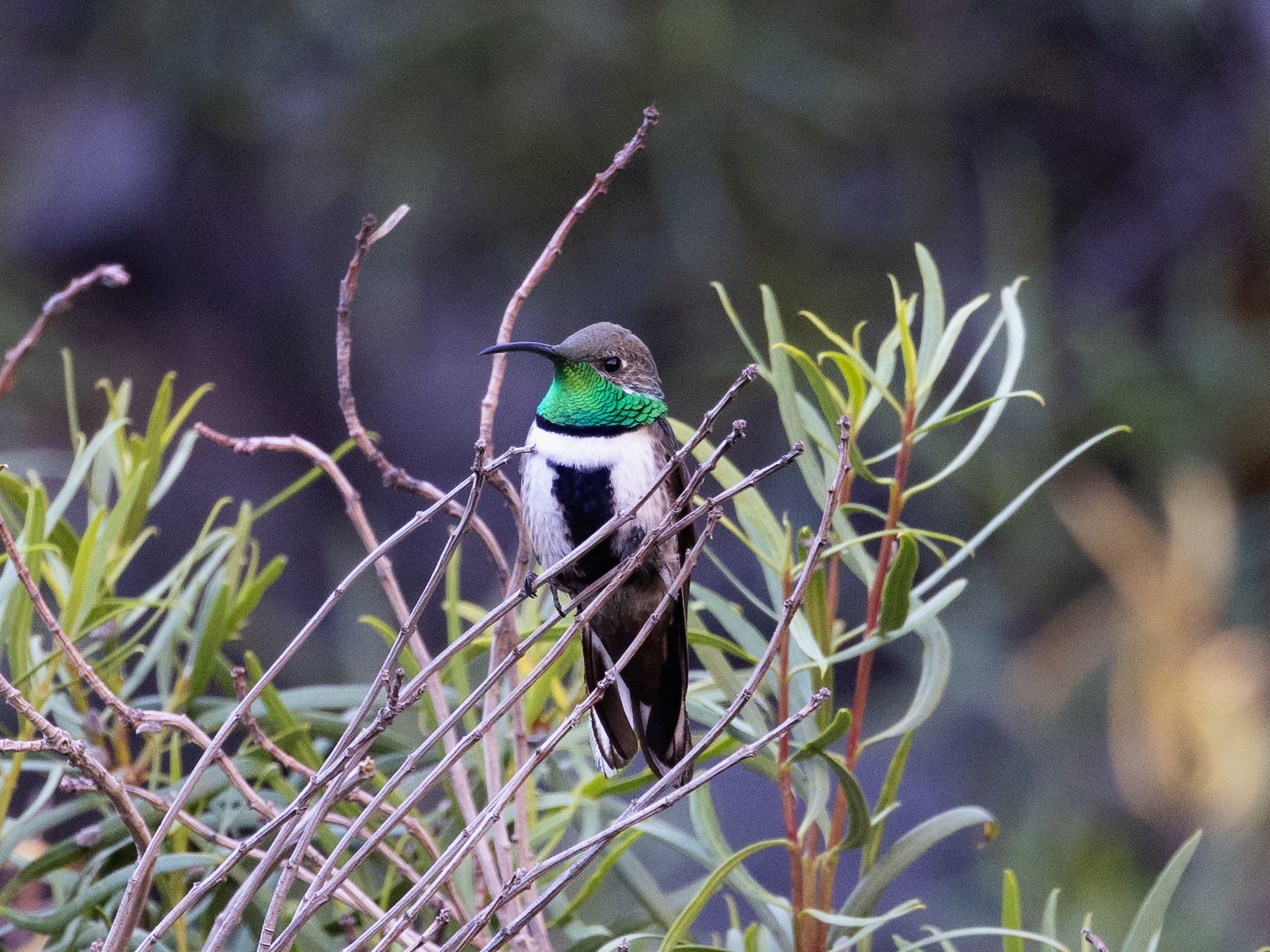 Bird Watching